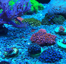 Load image into Gallery viewer, Seachem Reef Dip Coral Disinfectant
