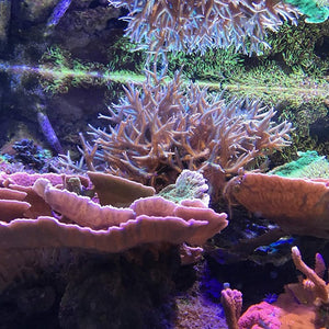 Seachem Reef Zooplankton Unique Blend of Marine Zooplankton for Aquariums