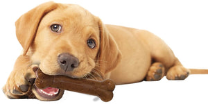 Nylabone Puppy Chew Bone Chicken Flavor