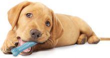 Load image into Gallery viewer, Nylabone Puppy Chew Dental Bone Blue
