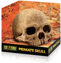 Load image into Gallery viewer, Exo Terra Terrarium Primate Skull Decoration
