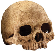 Load image into Gallery viewer, Exo Terra Terrarium Primate Skull Decoration
