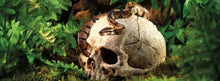 Load image into Gallery viewer, Exo Terra Terrarium Primate Skull Decoration
