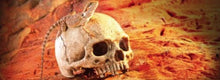 Load image into Gallery viewer, Exo Terra Terrarium Primate Skull Decoration
